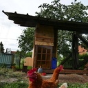 Poulailler à colombages bioclimatique