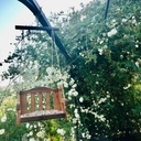 Mangeoire balançoire oiseaux