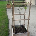 Les deux vignes sur la terrasse