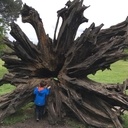 Juste une souche d'arbre...