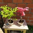 Une table pour mes bonsaïs extérieurs