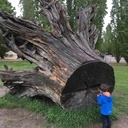 Juste une souche d'arbre...