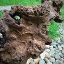 Juste parce que c'est beau