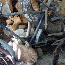 Le bois est un farceur, ne pas poser son vélo n'importe où !