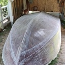 Dinghy en contreplaqué stratifié