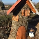 Hommage à mon chêne