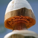 Assiette forestière