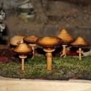 Petite cueillette de champignons