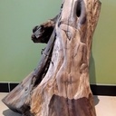 Sculpture d'un vieux pied d'olivier.