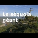 Julia Hill et le séquoia Luna