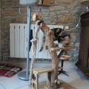 Arbre à chat original!