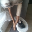 Arbre à Chat