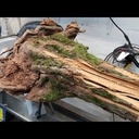 Lampe :  mi souche mi résine