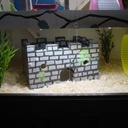 Maison à hamsters