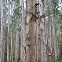 Forêt d'eucalyptus géants.