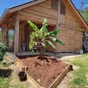 Cabane 40 m2 Pin des Caraïbes local