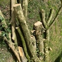 Lot de Buis de pays Grumes de 5 à 20 cm