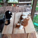 La créature de Frankenstable