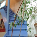 Prototype d'une "lampe harpe"