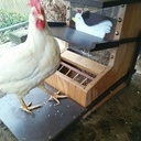 Mangeoire à poule anti-nuisible