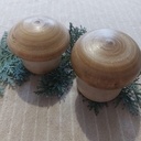 Champignons en hêtre