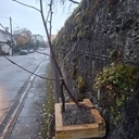 Récupérateur de bonsaï