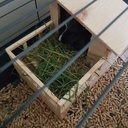Maison à hamster