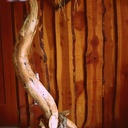 Lampe de salon avec racine