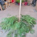 Un sapin transgénique