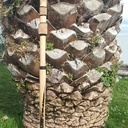 Berger et montagne des Pyrénées