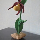 Orchjdée sabot de vénus