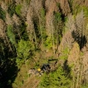 Des forêts en vie - France Culture