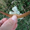 Cuillère en noyer toujours sur le design de "Lee John Phillips".