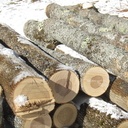 Frênes morts suite à une attaque par l'agrille du frêne