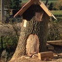 Hommage à mon chêne