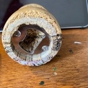 Champignon en bois ouvre bouteille