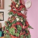 Un sapin transgénique