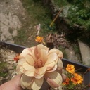 Une fleur a poussée dans la nuit !!