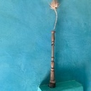 Oursin qui prend de la hauteur