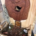 Encore une Troll d'idée pour les oiseaux