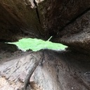 Juste une souche d'arbre...