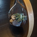 Support de plante: le chêne courbe