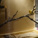 Cage pour canaris