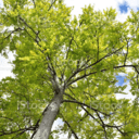 Lit coffre - chambre de Camille