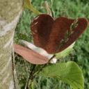 Fabriquer un papillon en bois