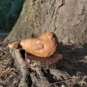 Phoque qui dit tchômi