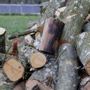 Kôôôôt kot kot !