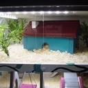 Maison à hamsters