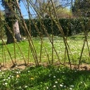 Igloo en osier vivant