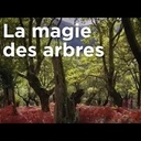 Trognes, les arbres aux mille visages | ARTE